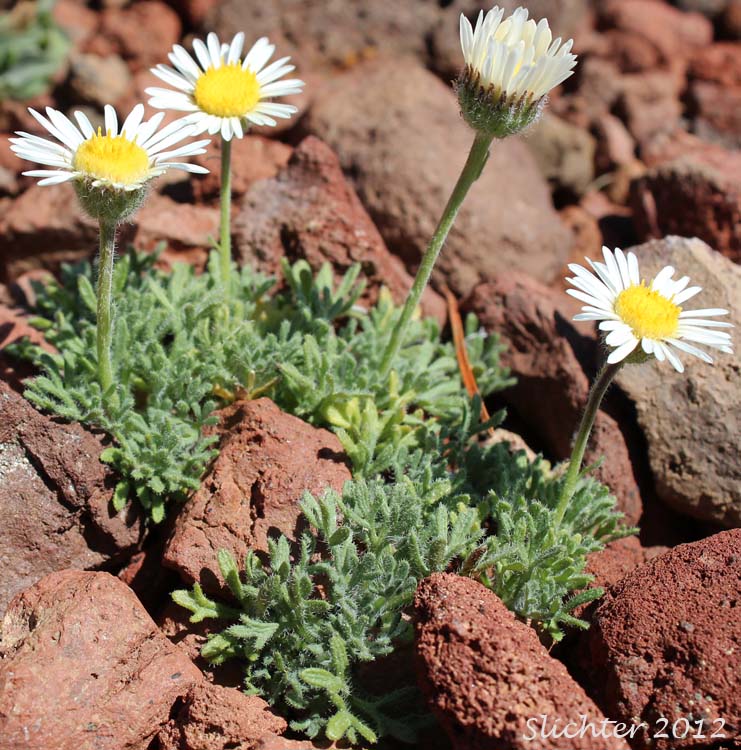 Cutleaf Daisy, Dwarf Mountain Fleabane, Fernleaf Fleabane, Trifid Mountain Fleabane: Erigeron compositus (Synonyms: Erigeron compositus var. compositus, Erigeron compositus var. discoideus, Erigeron compositus var. glabratus)