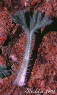 Leaf of Cutleaf Daisy, Cut-leaved Daisy, Dwarf Mountain Fleabane, Fernleaf Fleabane: Erigeron compositus var. glabratus