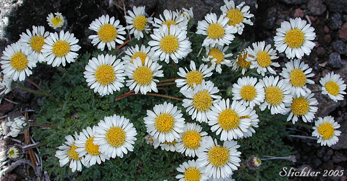 Cutleaf Daisy, Cut-leaved Daisy, Dwarf Mountain Fleabane, Fernleaf Fleabane: Erigeron compositus var. glabratus