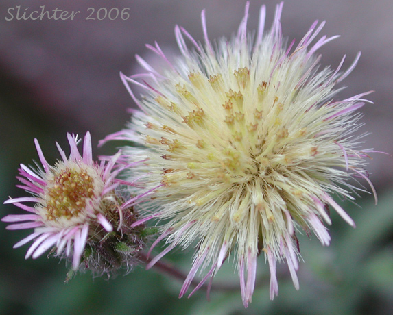 Seed head of Northern Daisy: Erigeron nivalis (Synonyms: Erigeron acris, Erigeron acris ssp. debilis, Erigeron acris var. debilis, Trimorpha acris var. debilis)