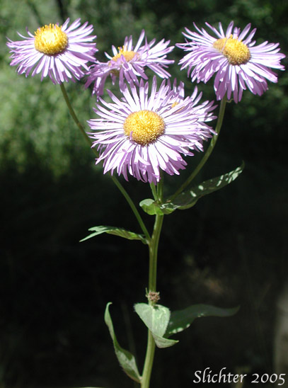 Aspen Fleabane, Showy Daisy, Showy Fleabane, Splendid Fleabane, Threenerve Fleabane: Erigeron speciosus (Synonyms: Erigeron conspicuus, Erigeron macranthus, Erigeron speciosus var. conspicuus, Erigeron speciosus var. macranthus, Erigeron speciosus var. speciosus, Erigeron speciosus var. typicus, Erigeron subtrinervis, Erigeron subtrinervis ssp. conspicuus, Erigeron subtrinervis var. conspicuus, Stenactis speciosa)