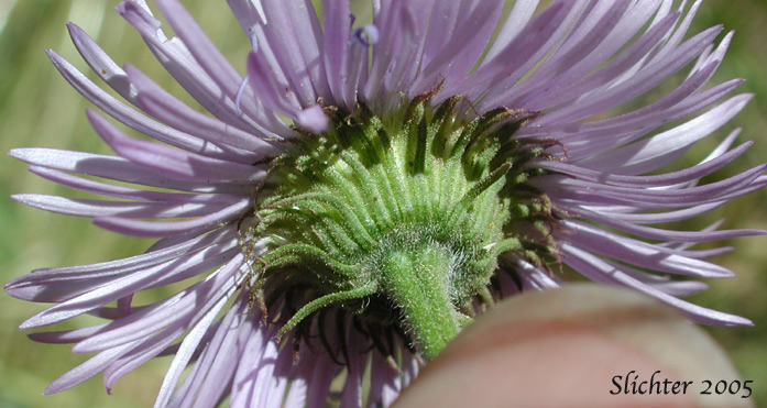 Aspen Fleabane, Showy Daisy, Showy Fleabane, Splendid Fleabane, Threenerve Fleabane: Erigeron speciosus (Synonyms: Erigeron conspicuus, Erigeron macranthus, Erigeron speciosus var. conspicuus, Erigeron speciosus var. macranthus, Erigeron speciosus var. speciosus, Erigeron speciosus var. typicus, Erigeron subtrinervis, Erigeron subtrinervis ssp. conspicuus, Erigeron subtrinervis var. conspicuus, Stenactis speciosa)