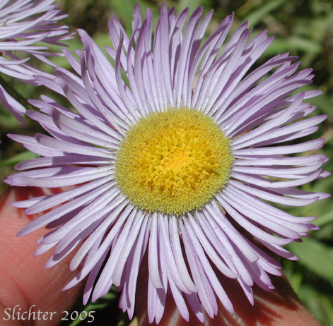 Aspen Fleabane, Showy Daisy, Showy Fleabane, Splendid Fleabane, Threenerve Fleabane: Erigeron speciosus (Synonyms: Erigeron conspicuus, Erigeron macranthus, Erigeron speciosus var. conspicuus, Erigeron speciosus var. macranthus, Erigeron speciosus var. speciosus, Erigeron speciosus var. typicus, Erigeron subtrinervis, Erigeron subtrinervis ssp. conspicuus, Erigeron subtrinervis var. conspicuus, Stenactis speciosa)