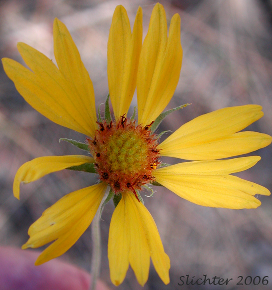 Flower head of Blanket Flower, Great-flowered Gaillardia: Gaillardia aristata