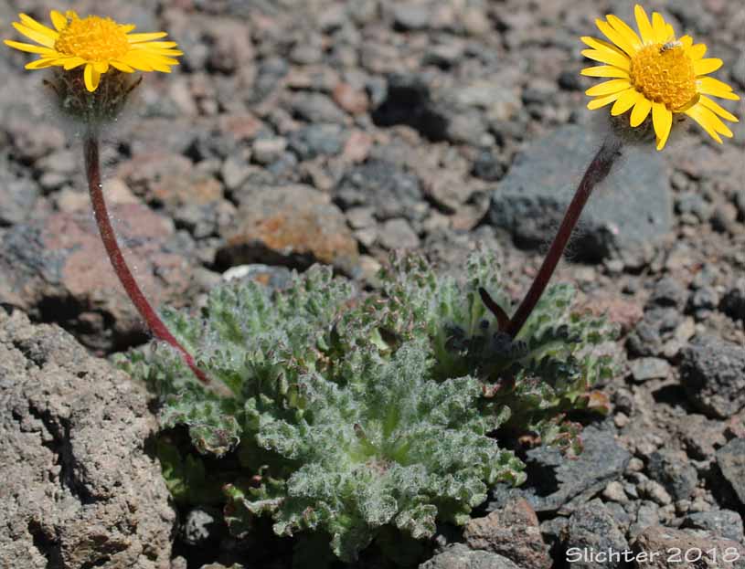 Dwarf Alpinegold, Dwarf Hulsea: Hulsea nana (Synonym: Hulsea nana var. larsenii)