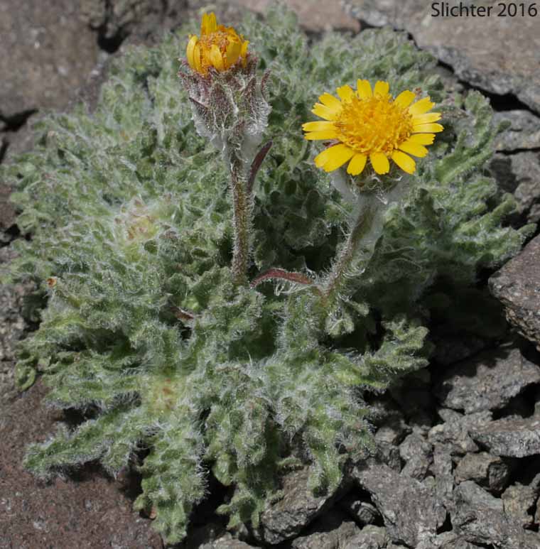 Dwarf Alpinegold, Dwarf Hulsea: Hulsea nana (Synonym: Hulsea nana var. larsenii)