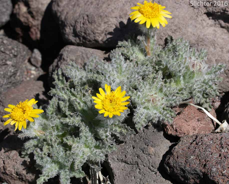 Dwarf Alpinegold, Dwarf Hulsea: Hulsea nana (Synonym: Hulsea nana var. larsenii)