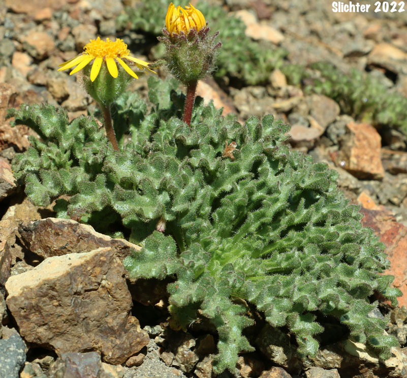 Dwarf Alpinegold, Dwarf Hulsea: Hulsea nana (Synonym: Hulsea nana var. larsenii)