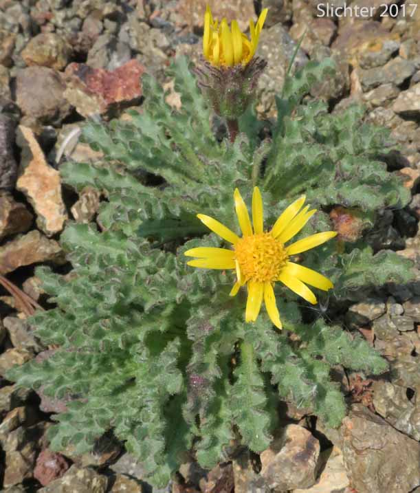 Dwarf Alpinegold, Dwarf Hulsea: Hulsea nana (Synonym: Hulsea nana var. larsenii)