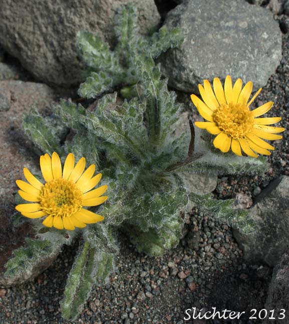 Dwarf Alpinegold, Dwarf Hulsea: Hulsea nana (Synonym: Hulsea nana var. larsenii)