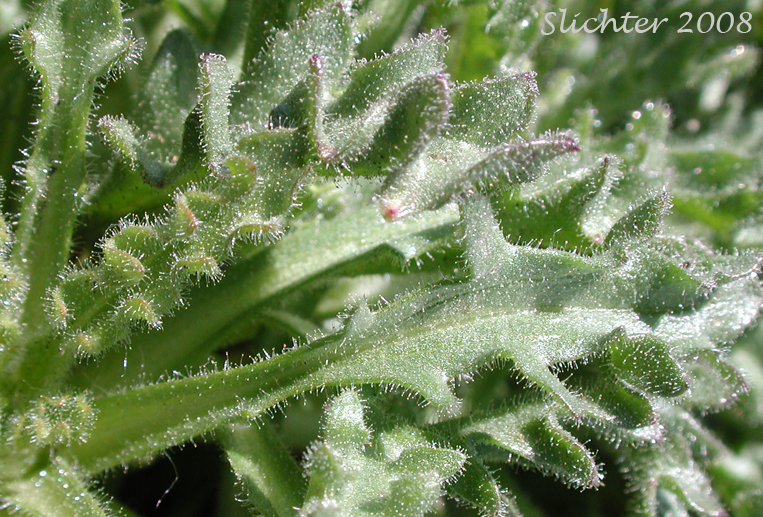 Basal leaves of Dwarf Alpinegold, Dwarf Hulsea: Hulsea nana (Synonym: Hulsea nana var. larsenii)