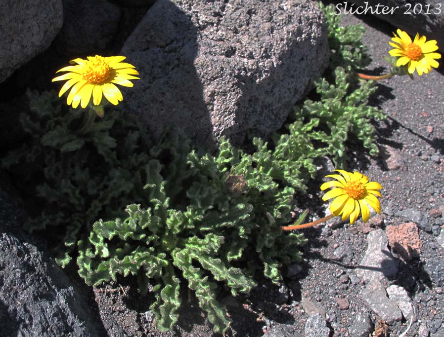 Dwarf Alpinegold, Dwarf Hulsea: Hulsea nana (Synonym: Hulsea nana var. larsenii)