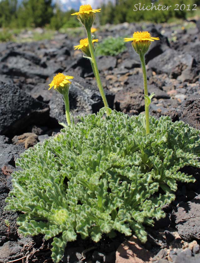 Dwarf Alpinegold, Dwarf Hulsea: Hulsea nana (Synonym: Hulsea nana var. larsenii)