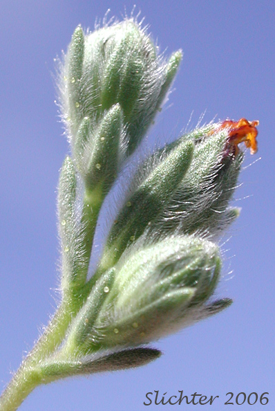 Flower buds of Branched Lagophylla, Common Hareleaf, Common Rabbitleaf, Hareleaf, Rabbitleaf, Slender Hareleaf: Lagophylla ramosissima (Synonym: Lagophylla ramosissima ssp. ramosissima)
