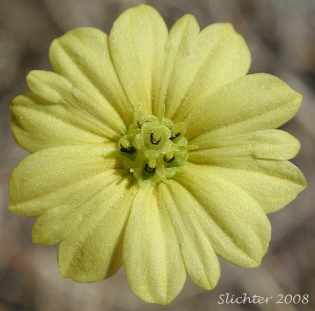 Flower head of Branched Lagophylla, Common Hareleaf, Common Rabbitleaf, Hareleaf, Rabbitleaf, Slender Hareleaf: Lagophylla ramosissima (Synonym: Lagophylla ramosissima ssp. ramosissima)