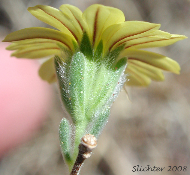 Involucral bracts of Branched Lagophylla, Common Hareleaf, Common Rabbitleaf, Hareleaf, Rabbitleaf, Slender Hareleaf: Lagophylla ramosissima (Synonym: Lagophylla ramosissima ssp. ramosissima)