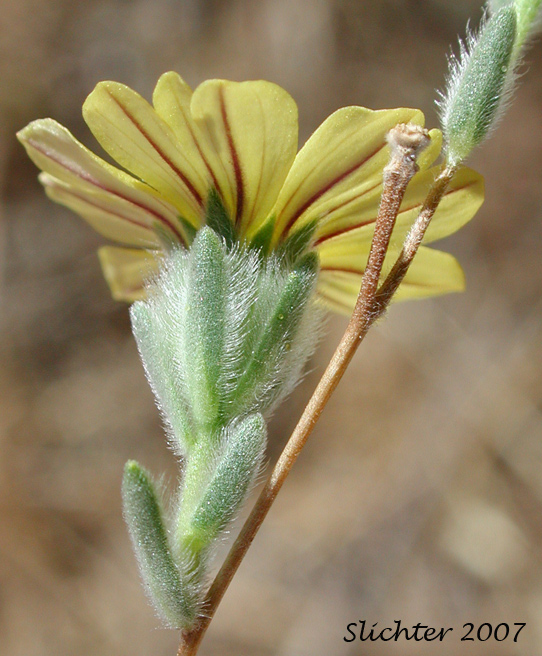 Involucral bracts of Branched Lagophylla, Common Hareleaf, Common Rabbitleaf, Hareleaf, Rabbitleaf, Slender Hareleaf: Lagophylla ramosissima (Synonym: Lagophylla ramosissima ssp. ramosissima)