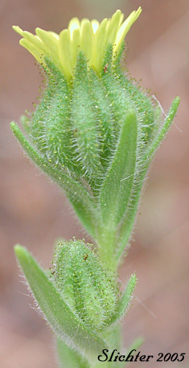 Involucral bracts of Slender Tarweed, Common Tarweed, Gum-weed: Madia gracilis