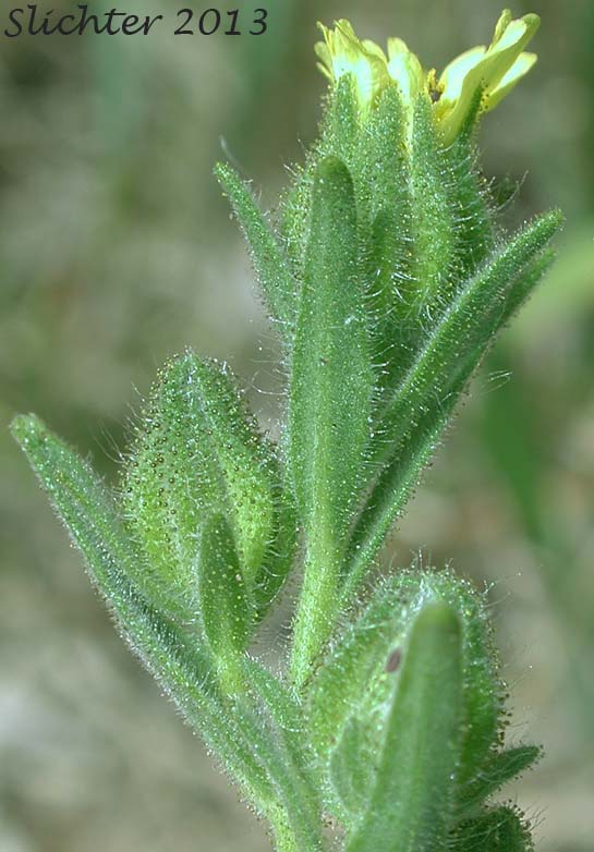Common Tarweed, Grassy Tarplant, Grassy Tarweed, Gum-weed, Slender Tarweed: Madia gracilis (Synonyms: Madia gracilis ssp. gracilis, Madia dissitiflora)