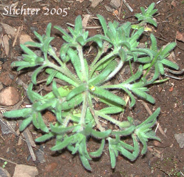 Least Tarweed, Smallhead Tarweed, Small-head Tarweed: Hemizonella minima (Synonyms: Hemizonia minima, Madia minima)