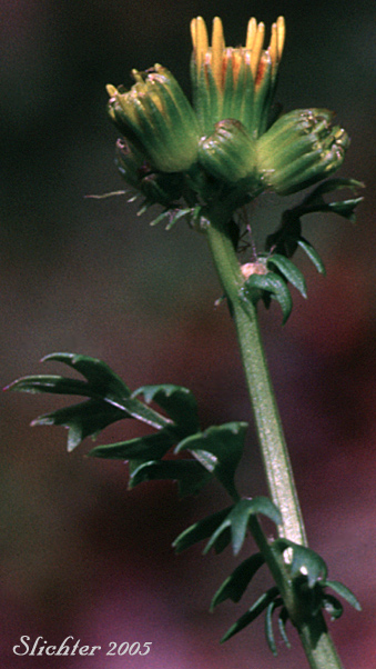 Harford's Ragwort: Packera bolanderi var. harfordii (Synonym: Senecio bolanderi var. harfordii, Senecio harfordii)