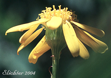Alpine Meadow Butterweed, Alpine Meadow Groundsel, Buek's Groundsel, Cleftleaf Groundsel, Pale Groundsel: Packera subnuda var. subnuda (Synonyms: Packera buekii, Packera ovina, Senecio cymbalarioides, Senecio cymbalarioides var. cymbalarioides, Senecio ovinus, Senecio subnudus)