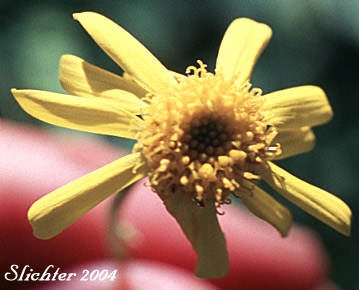 Alpine Meadow Butterweed, Alpine Meadow Groundsel, Buek's Groundsel, Cleftleaf Groundsel, Pale Groundsel: Packera subnuda var. subnuda (Synonyms: Packera buekii, Packera ovina, Senecio cymbalarioides, Senecio cymbalarioides var. cymbalarioides, Senecio ovinus, Senecio subnudus)