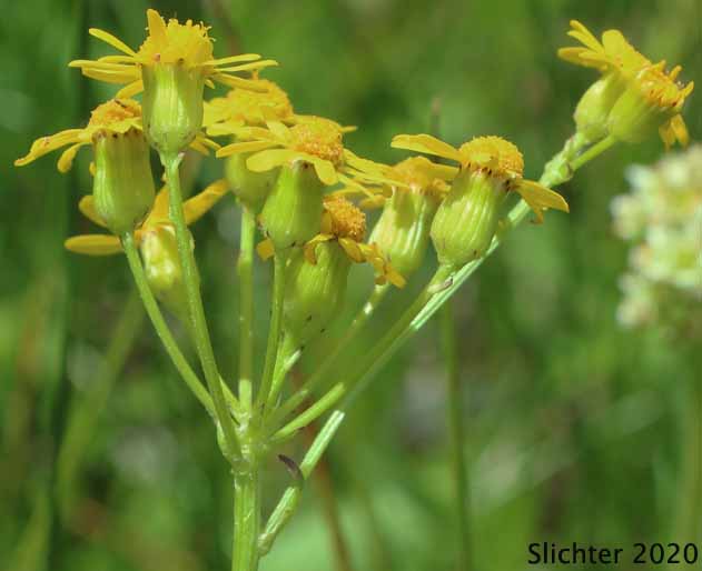 Sweet-marsh Butterweed, Tall Butterweed: Senecio hydrophiloides (Synonyms: Senecio foetidus var. foetidus , Senecio foetidus var. foetidus, Senecio foetidus var. hydrophiloides, Senecio oreganus)