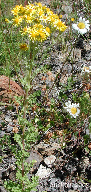 Tansy Ragweed, Tansy Ragwort: Jacobaea vulgaris (Synonym: Senecio jacobaea)