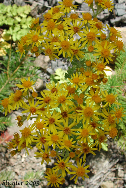 Inflorescence of Tansy Ragweed, Tansy Ragwort: Jacobaea vulgaris (Synonym: Senecio jacobaea)