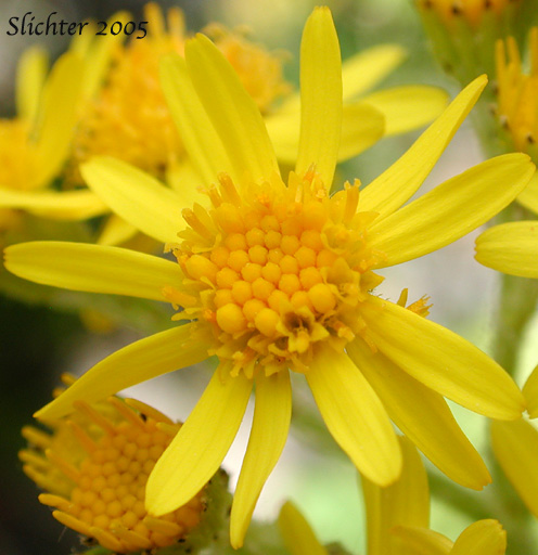 Flower head of Tansy Ragweed, Tansy Ragwort: Jacobaea vulgaris (Synonym: Senecio jacobaea)
