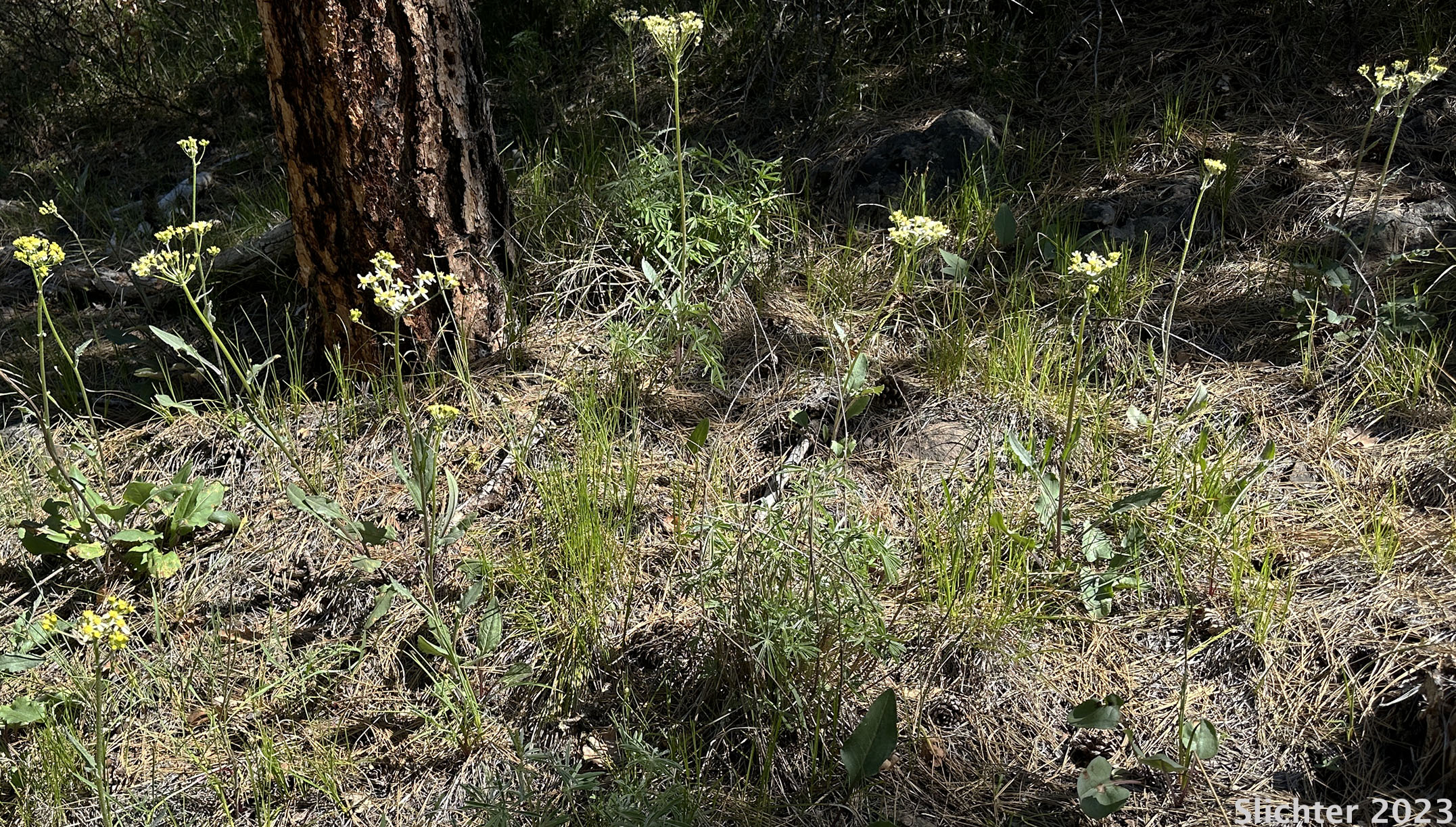 Habitat of Pale Yellow Ragwort, Western Groundsel, White Western Groundsel: Senecio integerrimus var. ochroleucus (Synonyms: Senecio integerrimus ssp. ochroleucus, Senecio lugens var. ochroleuchus)