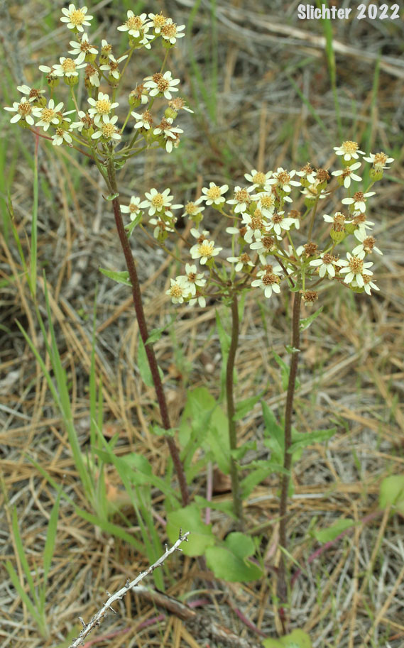 Pale Yellow Ragwort, Western Groundsel, White Western Groundsel: Senecio integerrimus var. ochroleucus (Synonyms: Senecio integerrimus ssp. ochroleucus, Senecio lugens var. ochroleuchus)