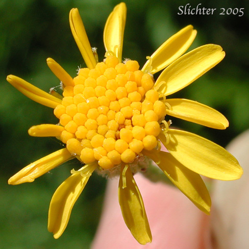 Flower head of Streambank Butterweed, Falsegold Groundsel: Packera pseudaurea var. pseudaurea (Synonym: Senecio pseudaureus var. pseudaureus)