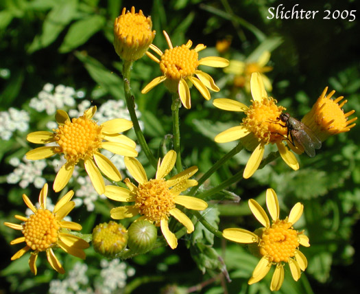 Streambank Butterweed, Falsegold Groundsel: Packera pseudaurea var. pseudaurea (Synonym: Senecio pseudaureus var. pseudaureus)
