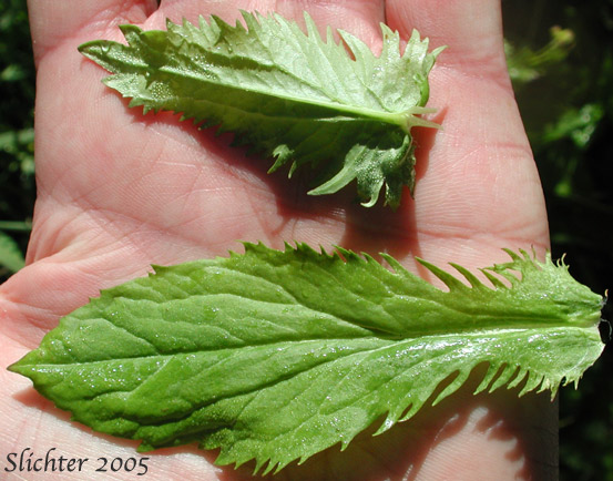 Stem leaves of Streambank Butterweed, Falsegold Groundsel: Packera pseudaurea var. pseudaurea (Synonym: Senecio pseudaureus var. pseudaureus)