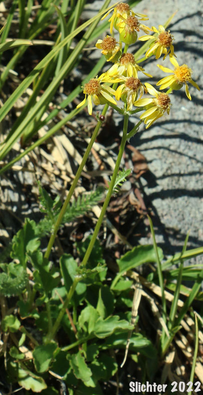 Alpine Meadow Butterweed, Alpine Meadow Groundsel, Cleftleaf Groundsel, Rocky Mountain Butterweed, Rocky Mountain Groundsel: Packera streptanthifolia (Synonyms: Packera cymbalarioides, Senecio cymbalarioides var. suksdorfii, Senecio leonardii, Senecio streptanthifolius, Senecio streptanthifolius, Senecio streptanthifolius var. wallowensis)