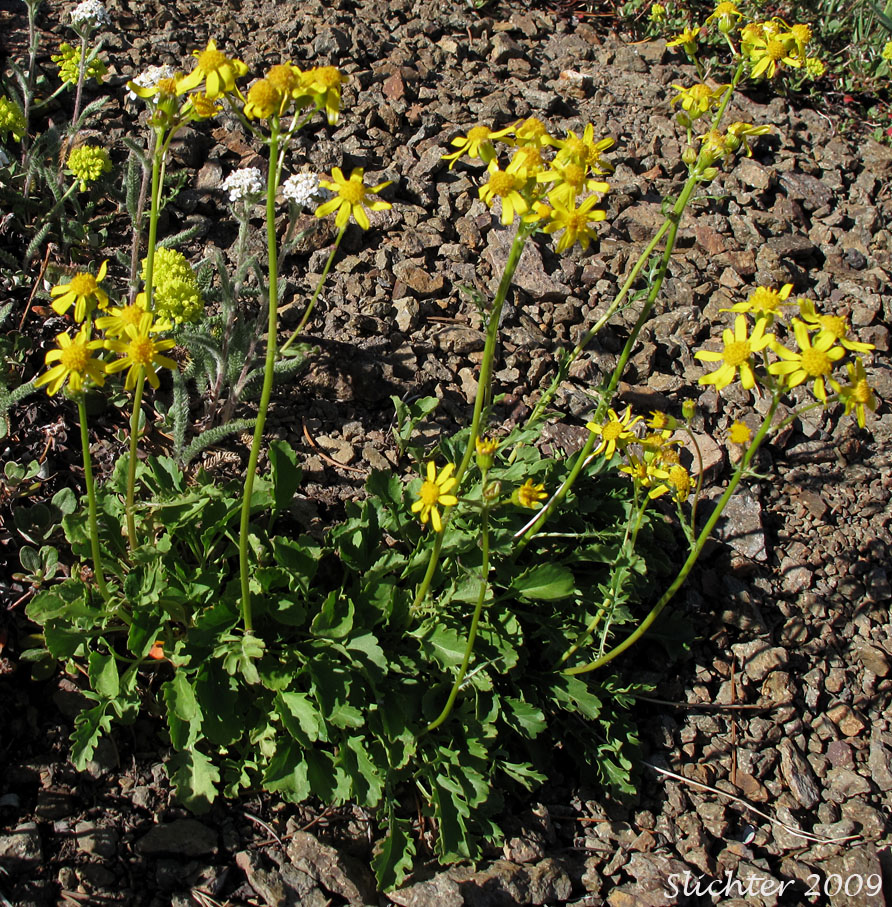 Alpine Meadow Butterweed, Alpine Meadow Groundsel, Cleftleaf Groundsel, Rocky Mountain Butterweed, Rocky Mountain Groundsel: Packera streptanthifolia (Synonyms: Packera cymbalarioides, Senecio cymbalarioides var. suksdorfii, Senecio leonardii, Senecio streptanthifolius, Senecio streptanthifolius, Senecio streptanthifolius var. wallowensis)