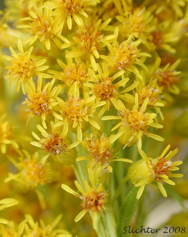 Canada Goldenrod, Meadow Goldenrod, Rocky Mountains Canada Goldenrod, Rocky Mountain Goldenrod, Rough Canada Goldenrod: Solidago lepida var. salebrosa (Synonyms: Solidago canadensis ssp. salebrosa, Solidago canadensis var. salebrosa, Solidago dumetorum, Solidago gigantea, Solidago gigantea ssp. serotina, Solidago gigantea var. serotina)