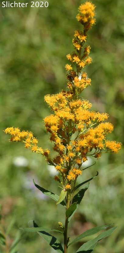 Inflorescence of Canada Goldenrod, Meadow Goldenrod, Rocky Mountains Canada Goldenrod, Rocky Mountain Goldenrod, Rough Canada Goldenrod: Solidago lepida var. salebrosa (Synonyms: Solidago canadensis ssp. salebrosa, Solidago canadensis var. salebrosa, Solidago dumetorum, Solidago gigantea, Solidago gigantea ssp. serotina, Solidago gigantea var. serotina)
