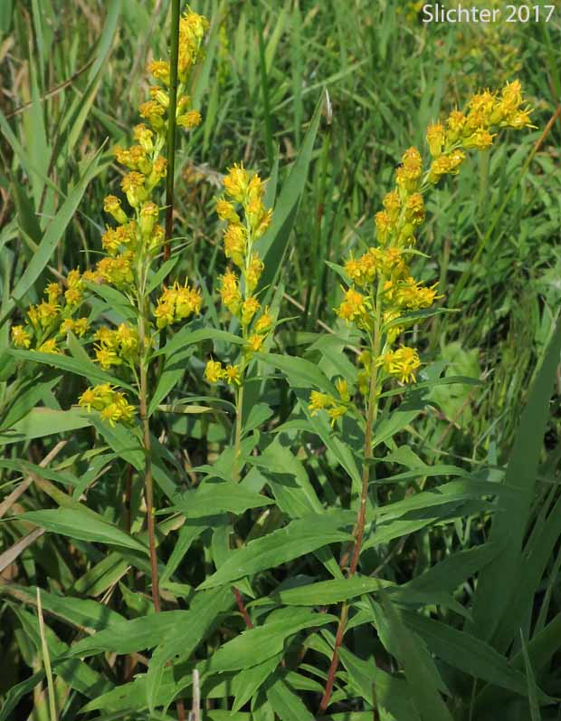 Canada Goldenrod, Meadow Goldenrod, Rocky Mountains Canada Goldenrod, Rocky Mountain Goldenrod, Rough Canada Goldenrod: Solidago lepida var. salebrosa (Synonyms: Solidago canadensis ssp. salebrosa, Solidago canadensis var. salebrosa, Solidago dumetorum, Solidago gigantea, Solidago gigantea ssp. serotina, Solidago gigantea var. serotina)