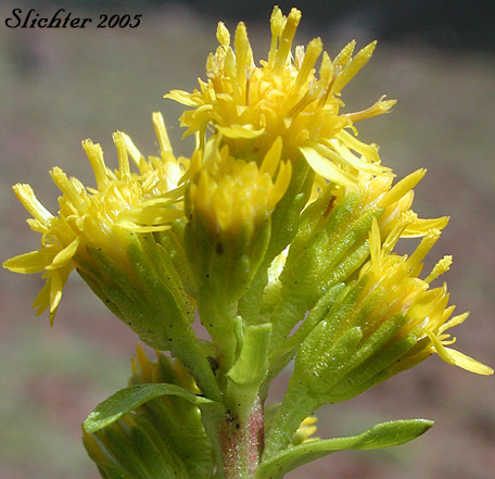 Close-up of the inflorescence of Manyray Goldenrod, Northern Goldenrod, Rocky Mountain Goldenrod: Solidago multiradiata (Synonyms: Solidago ciliosa, Solidago multiradiata ssp. scopulorum, Solidago multiradiata var. scopulorum, Solidago scopulorum)