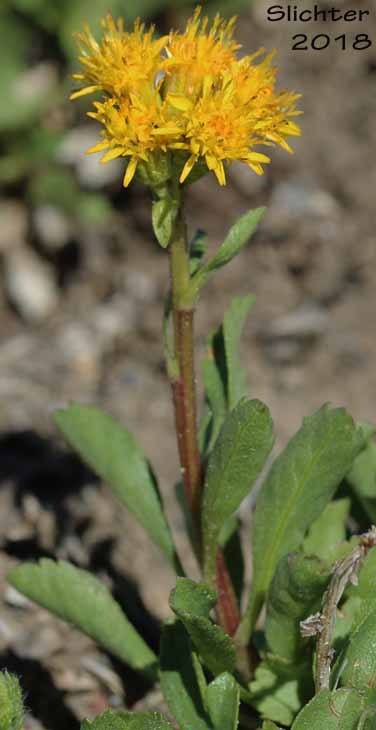Alpine Goldenrod, Dune Goldenrod, Dwarf Goldenrod: Solidago simplex var. nana (Synonyms: Solidago decumbens, Solidago simplex ssp. simplex var. nana, Solidago spathulata var. nana)