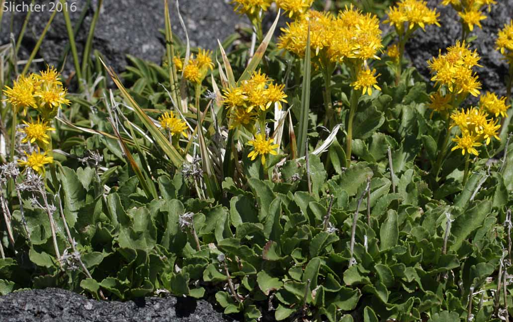Alpine Goldenrod, Dune Goldenrod, Dwarf Goldenrod: Solidago simplex var. nana (Synonyms: Solidago decumbens, Solidago simplex ssp. simplex var. nana, Solidago spathulata var. nana)