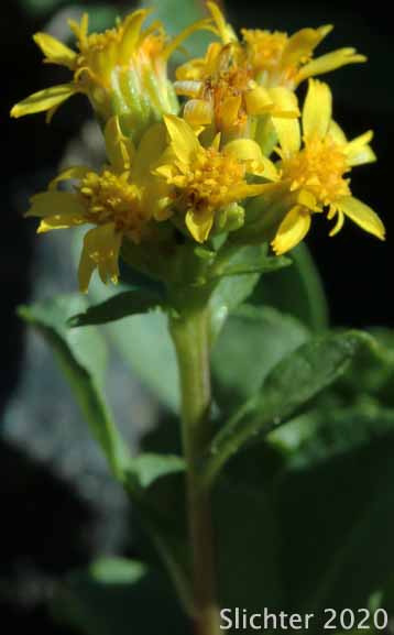 Alpine Goldenrod, Dune Goldenrod, Dwarf Goldenrod: Solidago simplex var. nana (Synonyms: Solidago decumbens, Solidago simplex ssp. simplex var. nana, Solidago spathulata var. nana)