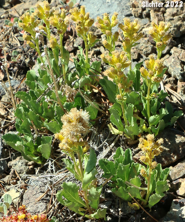 Alpine Goldenrod, Dune Goldenrod, Dwarf Goldenrod: Solidago simplex var. nana (Synonyms: Solidago decumbens, Solidago simplex ssp. simplex var. nana, Solidago spathulata var. nana)