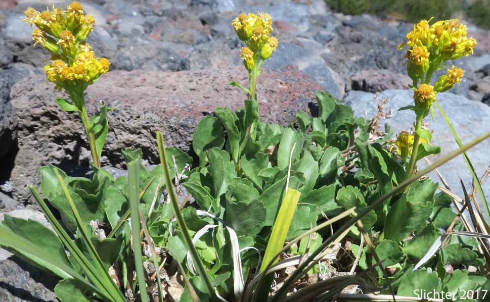 Alpine Goldenrod, Dune Goldenrod, Dwarf Goldenrod: Solidago simplex var. nana (Synonyms: Solidago decumbens, Solidago simplex ssp. simplex var. nana, Solidago spathulata var. nana)