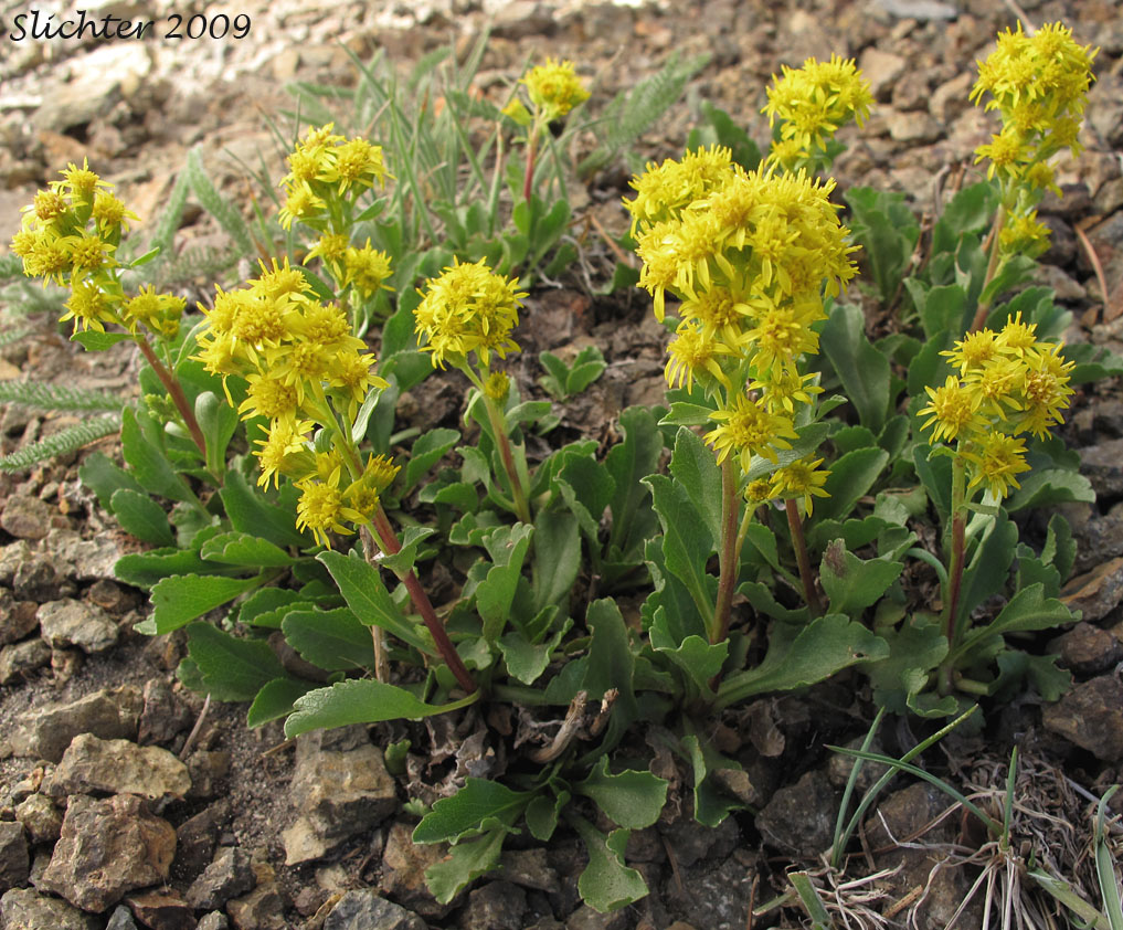 Alpine Goldenrod, Dune Goldenrod, Dwarf Goldenrod: Solidago simplex var. nana (Synonyms: Solidago decumbens, Solidago simplex ssp. simplex var. nana, Solidago spathulata var. nana)