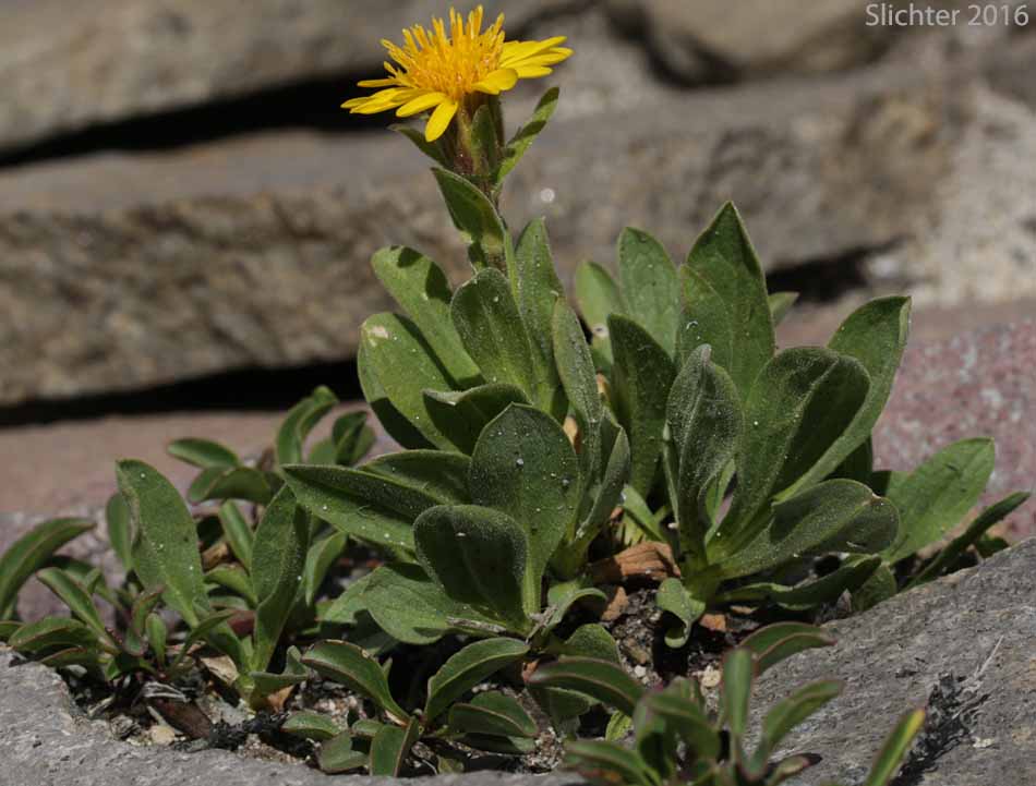 Lyall's Goldenweed, Lyall's Serpentweed: Tonestus lyallii (Synonym: Haplopappus lyallii)