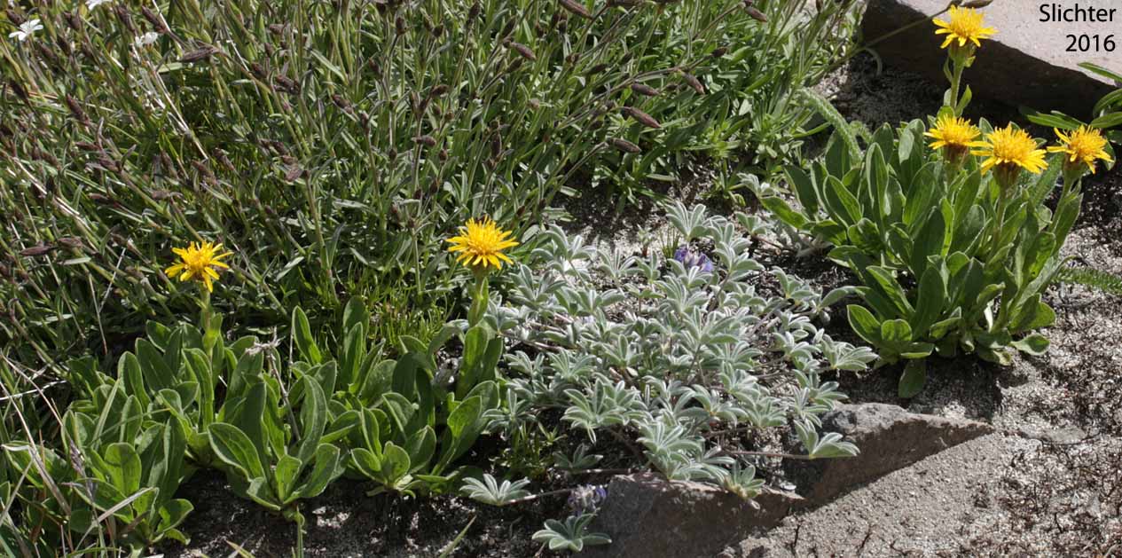 Lyall's Goldenweed, Lyall's Serpentweed: Tonestus lyallii (Synonym: Haplopappus lyallii)
